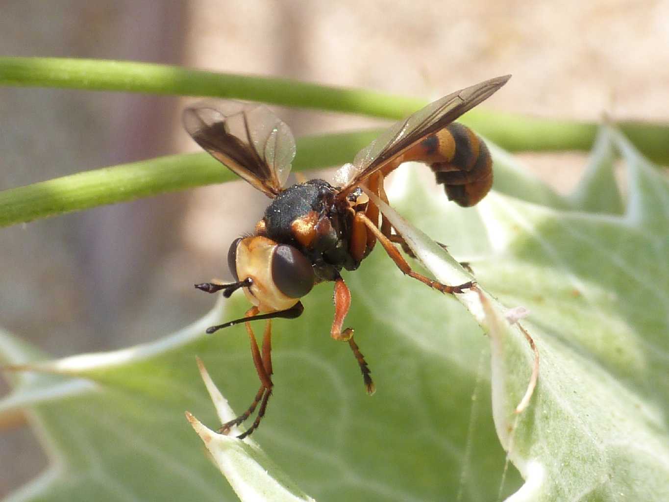 Physocephala del gruppo 